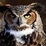 Great Horned Owl