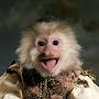 Sir. Capuchin