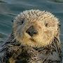 sea otter