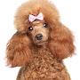 Poodle Josie