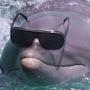Singing dolphin with glasses