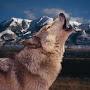 wolf ural