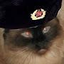 Putins Cat