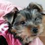 @Fanny_Yorkshire_Terrier