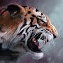 Tiger Myger