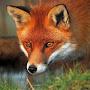 RED FOX