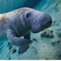 @Friendsformanatees-