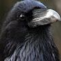 Raven Nevermore