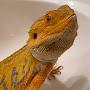 Bearded Dragon