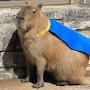 capybara13K