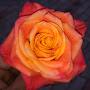@Beautiful-Roses