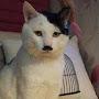 Adolf Catler