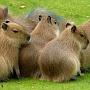 Capybara