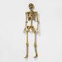 Real life skeleton