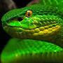 @GreenichViper