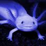 shiny axolotle