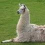 Elated Llama