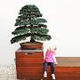 The Tree Styler - Bonsai