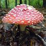 Amanita Muscaria