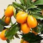 Plural Kumquat