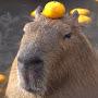 @Capybaracapybara510