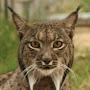 Mr. Lince