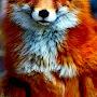 Red Fox