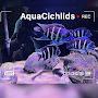 AquaCichlidsRUS