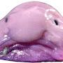a blobfish