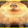 capybara