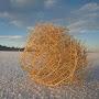 Tumble Weed