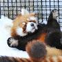 RedPanda FireFox