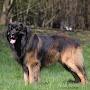 @leonberger2547