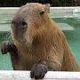 Capybara Connoisseur