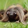 Wild Haggis