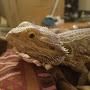 @lizardjoesreptiles4224