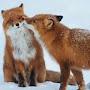 LOVE FOX