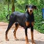 DOBERMAN.