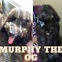Murphy the OG