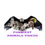 funniest animal videos
