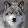 graywolf vfy