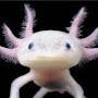 Axolotl gamingYT