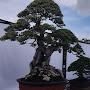 @artbonsai