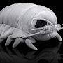 Giant isopod