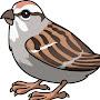 sparrow Small
