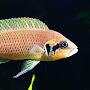 @SoFloCichlids