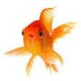 Gold Fish gamer