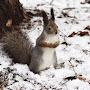 Squirrel Chipmunk