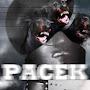 pacek