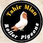 Roller Tumbler pigeons Tahir Mian